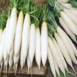 SBJEI-FRESH LONG WHITE RADISH